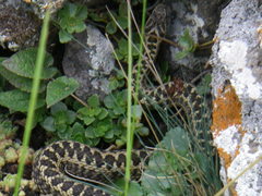 Vipera dinniki