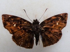 Ephyriades eugramma