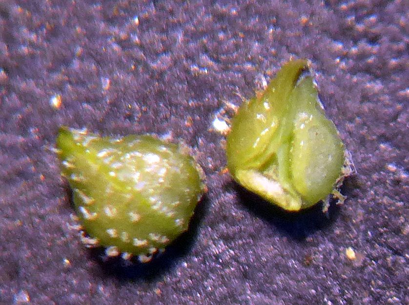 Plagiobothrys scriptus