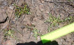 Plagiobothrys scriptus