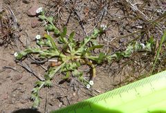 Plagiobothrys scriptus