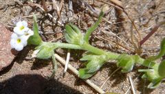 Plagiobothrys scriptus