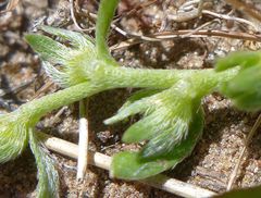 Plagiobothrys scriptus