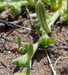 Plagiobothrys scriptus