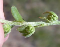 Plagiobothrys scriptus