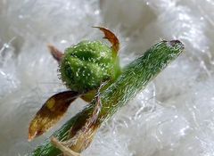 Plagiobothrys scriptus