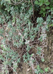 Teucrium divaricatum