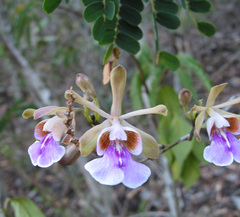 Psychilis macconnelliae