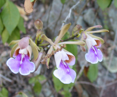 Psychilis macconnelliae