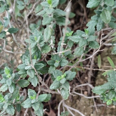 Teucrium divaricatum