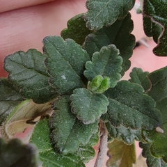 Teucrium divaricatum