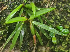 Maxillaria uncata