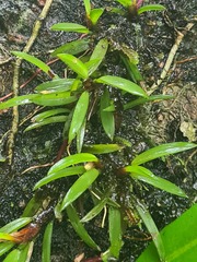 Maxillaria uncata