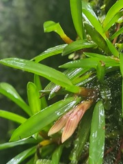 Maxillaria uncata