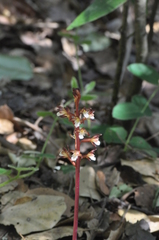 Corallorhiza maculata occidentalis