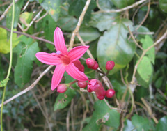 Ipomoea repanda