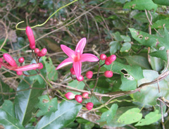 Ipomoea repanda