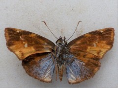 Ephyriades eugramma
