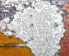 Arthonia platygraphidea