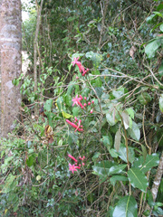 Ipomoea repanda