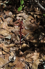 Corallorhiza maculata occidentalis