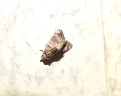 Chlumetia transversa