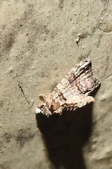 Chlumetia transversa