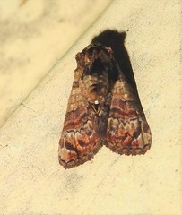 Chlumetia transversa