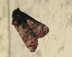 Chlumetia transversa