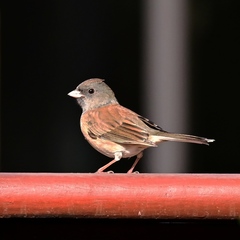 Junco hyemalis