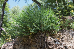 Astragalus demetrii