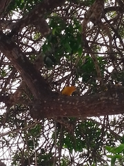 Sicalis flaveola