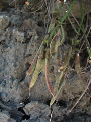 Astragalus demetrii