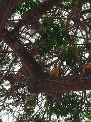 Sicalis flaveola