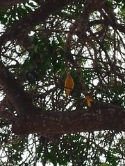 Sicalis flaveola