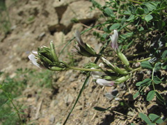 Astragalus demetrii