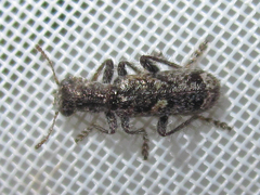Eurymetopum maculatum