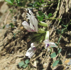 Astragalus demetrii