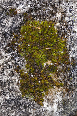 Orthotrichum strangulatum