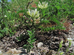 Astragalus fragrans
