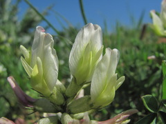 Astragalus fragrans