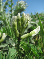 Astragalus fragrans