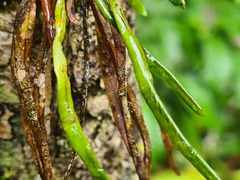 Cochlidium linearifolium