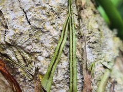 Cochlidium linearifolium