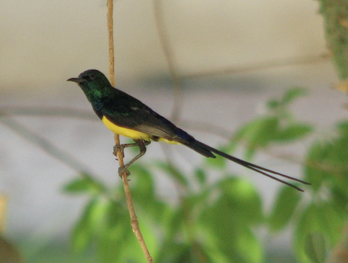 Nile Valley Sunbird