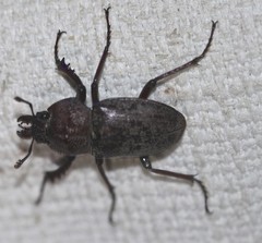 Cacostomus squamosus