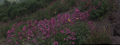 Centranthus ruber