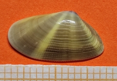 Donax semistriatus
