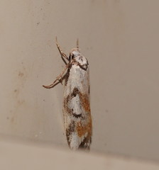 Cosmaresta anarrecta