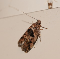 Barea melanodelta